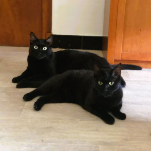 Cleo et calypso à l'adoption