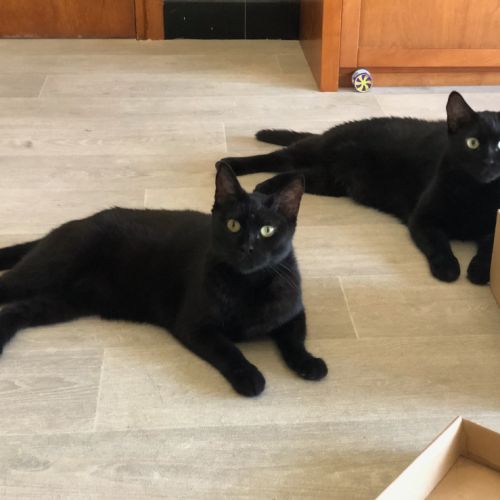 Cleo et calypso à l'adoption #2