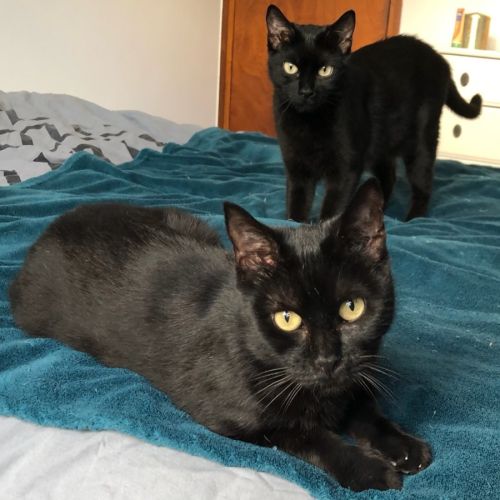 Cleo et calypso à l'adoption #3