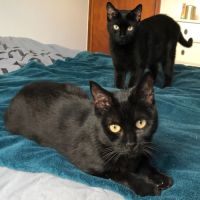 Cleo et calypso à l'adoption #3