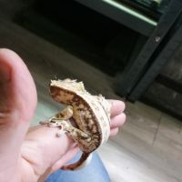 Gecko a crête #0
