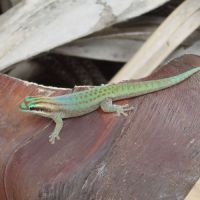 Phelsuma ornata