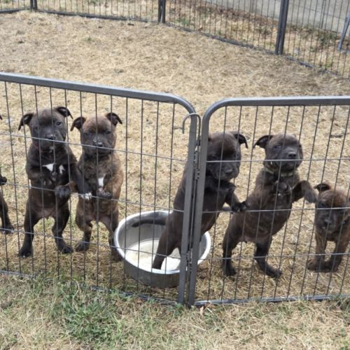Magnifique chiot staffie disponible #0
