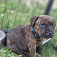 Magnifique chiot staffie disponible #1