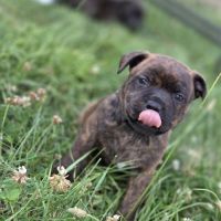 Magnifique chiot staffie disponible #2