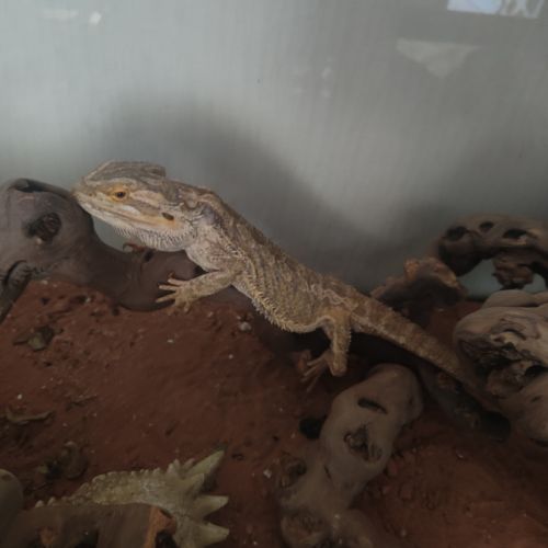 Vente pogona adulte #0