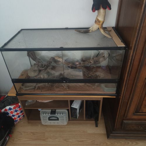 Vente pogona adulte #3