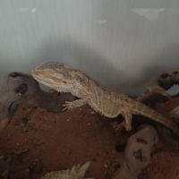 Vente pogona adulte #2