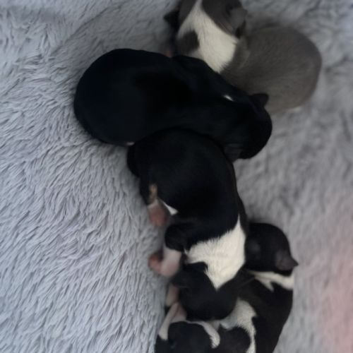 4 femelles chihuahuas poils longs #2