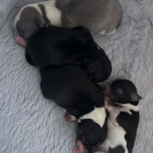 4 femelles chihuahuas poils longs #0