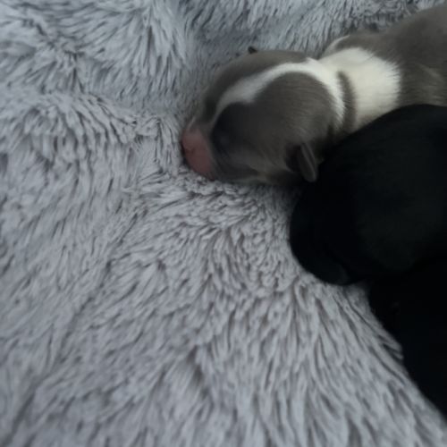 4 femelles chihuahuas poils longs #4