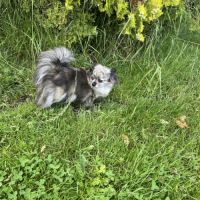 4 femelles chihuahuas poils longs #1