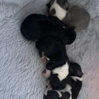 4 femelles chihuahuas poils longs #2