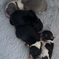 4 femelles chihuahuas poils longs