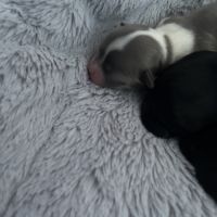 4 femelles chihuahuas poils longs #4