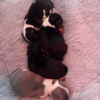 4 femelles chihuahuas poils longs #5