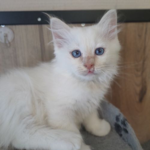 Chaton sacré de birmanie loof #3