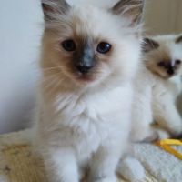 Chaton sacré de birmanie loof