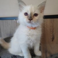 Chaton sacré de birmanie loof #2