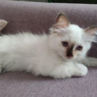Chaton sacré de birmanie loof #4