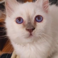 Chaton sacré de birmanie loof #5