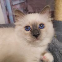 Chaton sacré de birmanie loof #6