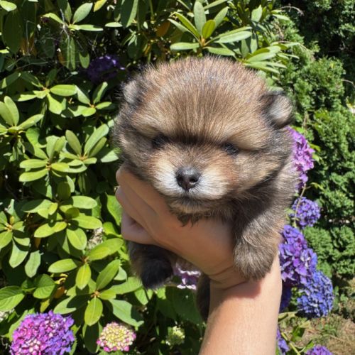 Spitz nain lof typé pomeranien #3