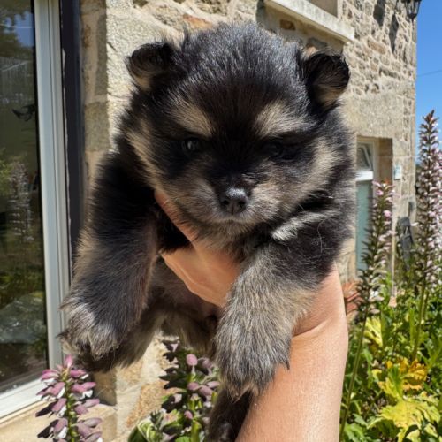 Spitz nain lof typé pomeranien #4
