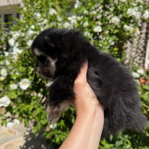 Spitz nain lof typé pomeranien #5
