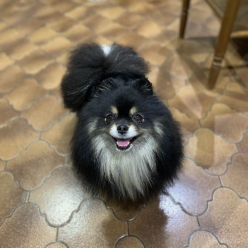 Spitz nain lof typé pomeranien #6