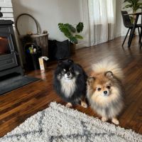 Spitz nain lof typé pomeranien #1