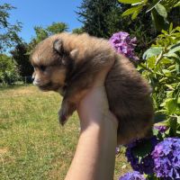 Spitz nain lof typé pomeranien