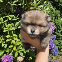 Spitz nain lof typé pomeranien #3