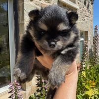 Spitz nain lof typé pomeranien #4