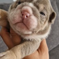 Buldogue anglais exotiques