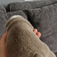 Buldogue anglais exotiques #2