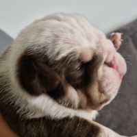 Buldogue anglais exotiques #3
