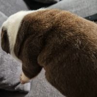 Buldogue anglais exotiques #4