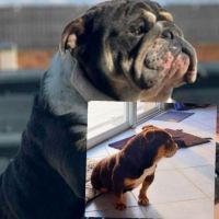 Buldogue anglais exotiques #5