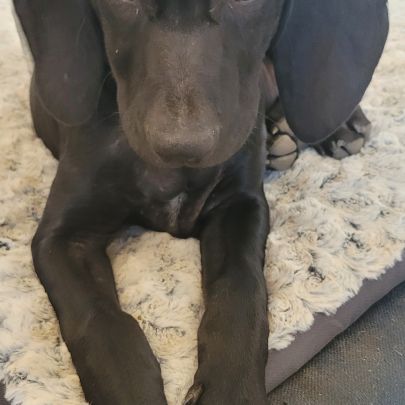 Croisé braque de weimar et épagneul breton #1