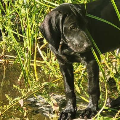 Croisé braque de weimar et épagneul breton #2