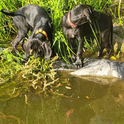 Croisé braque de weimar et épagneul breton #3
