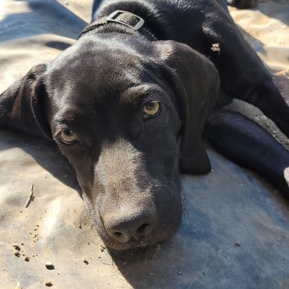 Croisé braque de weimar et épagneul breton #4