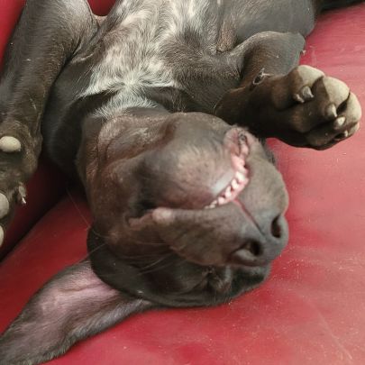 Croisé braque de weimar et épagneul breton