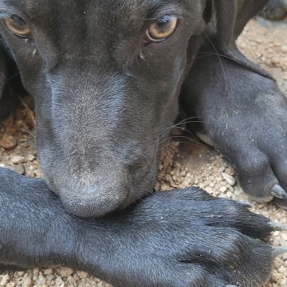 Croisé braque de weimar et épagneul breton #6