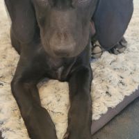 Croisé braque de weimar et épagneul breton #1