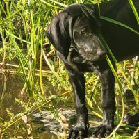 Croisé braque de weimar et épagneul breton #2