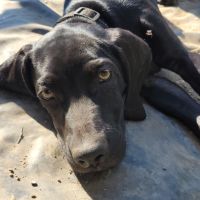 Croisé braque de weimar et épagneul breton #4