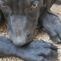 Croisé braque de weimar et épagneul breton #6