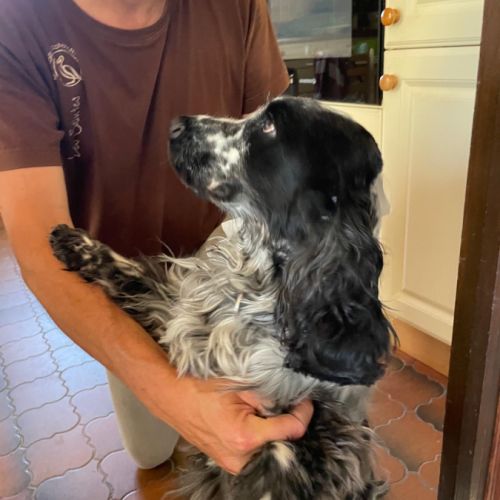 Chiot cocker spaniel anglais né le 17/05/25 #1